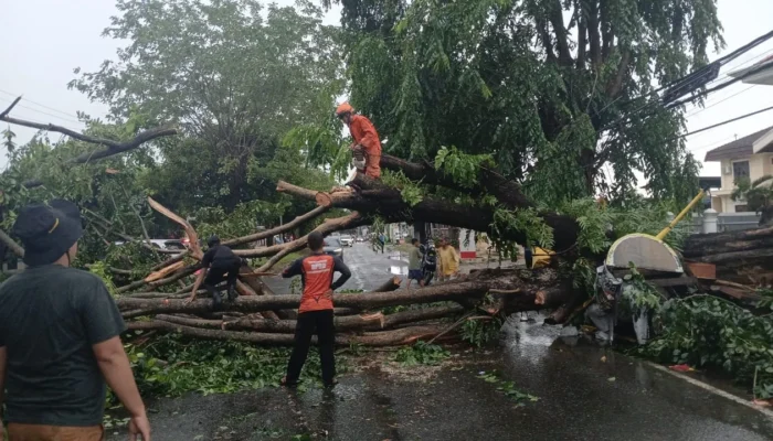 Pemkot  Bandar Lampung Terjunkan TRC, Atasi Pohon Tumbang