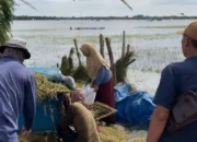 Mahasiswa Kkn Unila Tinjau Dampak Banjir Di Lahan Pertanian Desa Subang Jaya