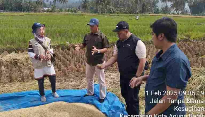 Bulog Lampung Maksimalkan Penyerapan Gabah, Petani Makin Optimis