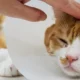 Tips Menghindari Kucing Sakit agar Tetap Aktif dan Bahagia