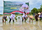 Bupati Egi Ikut Tanam Padi Serentak di 14 Provinsi Secara Daring Bersama Presiden Prabowo