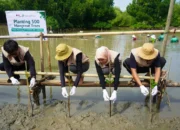 KAI Logistik Tanam 500 Mangrove: Dorong Logistik Berkelanjutan