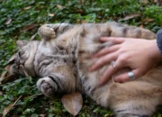 Ciri-Ciri Kucing Hamil dan Masa Kehamilan yang Perlu Diketahui Pemilik