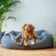 Cari Tahu Persiapan Adopsi Anjing di Rumah untuk Pemula