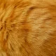 Perawatan Bulu Kucing Botak agar Tumbuh Lebat