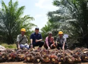 Panen Perdana Sawit PalmCo Tembus 2,5 Tahun, TM1 Bisa 18 Ton?