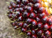 REA Berdayakan Lebih dari 600 Petani Swadaya di Kalimantan Timur untuk Kepatuhan EUDR dan Sertifikasi RSPO dengan Dukungan Teknis dari KOLTIVA