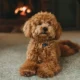 Cara Toilet Training Doggy Agar Tidak Pipis Sembarangan