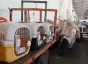 Pengiriman Hewan Peliharaan KAI Logistik Tembus 74.637 Ekor pada Semester I 2025