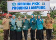 TP. PKK Provinsi Lampung Dorong Pemanfaatan Pekarangan Rumah untuk Ketahanan Pangan Keluarga