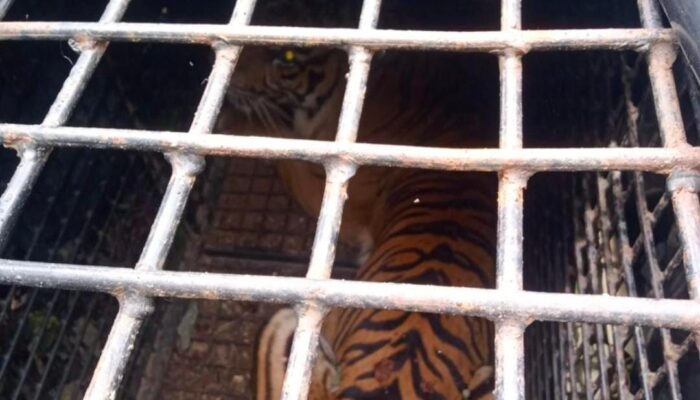 Warga Pekon Sukabumi Tangkap Harimau Sumatera